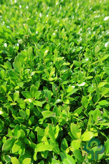 Ilex crenata LUXUS ® Hedge