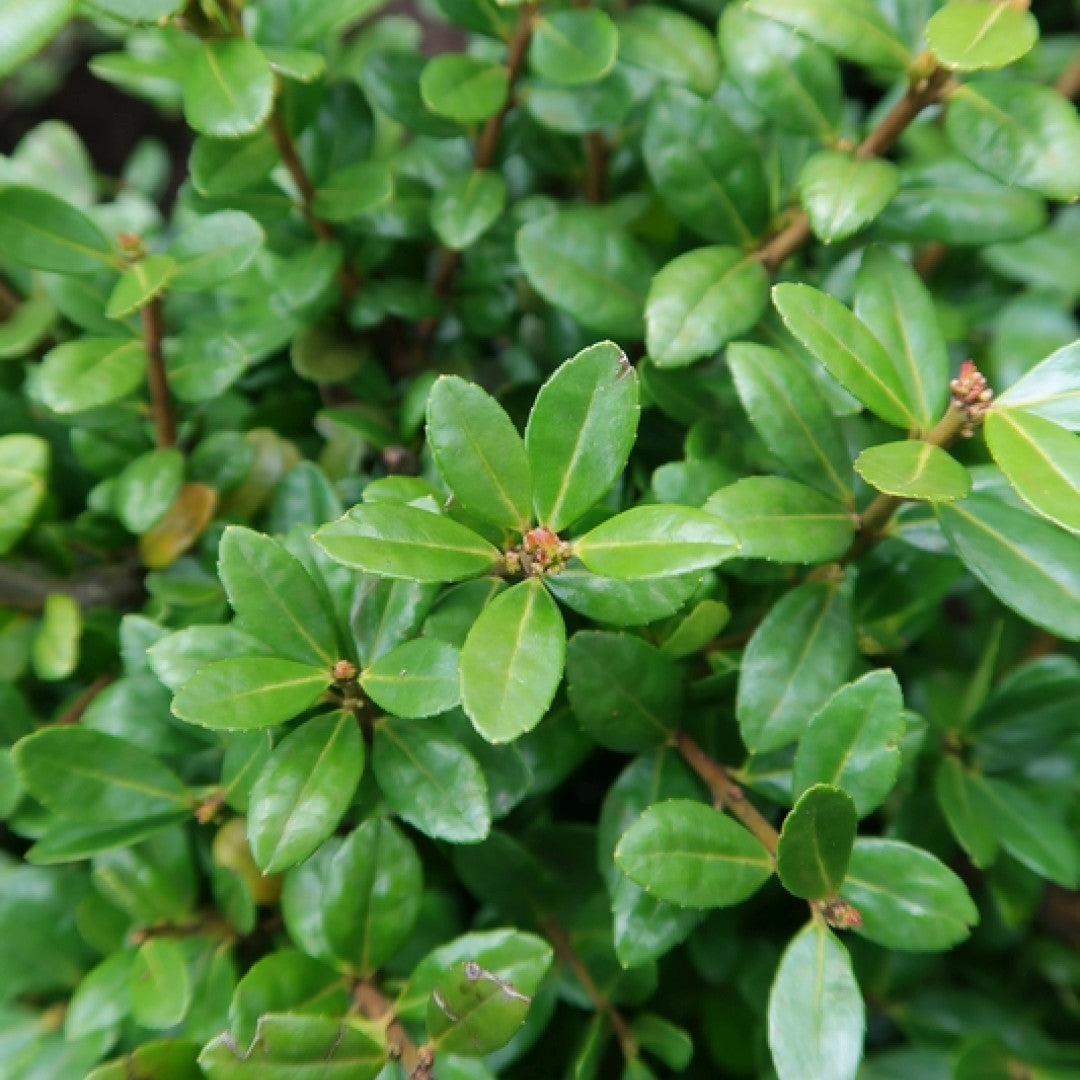Ilex crenata 'Caroline Upright'