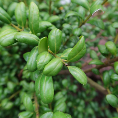 Ilex crenata 'Convexa'