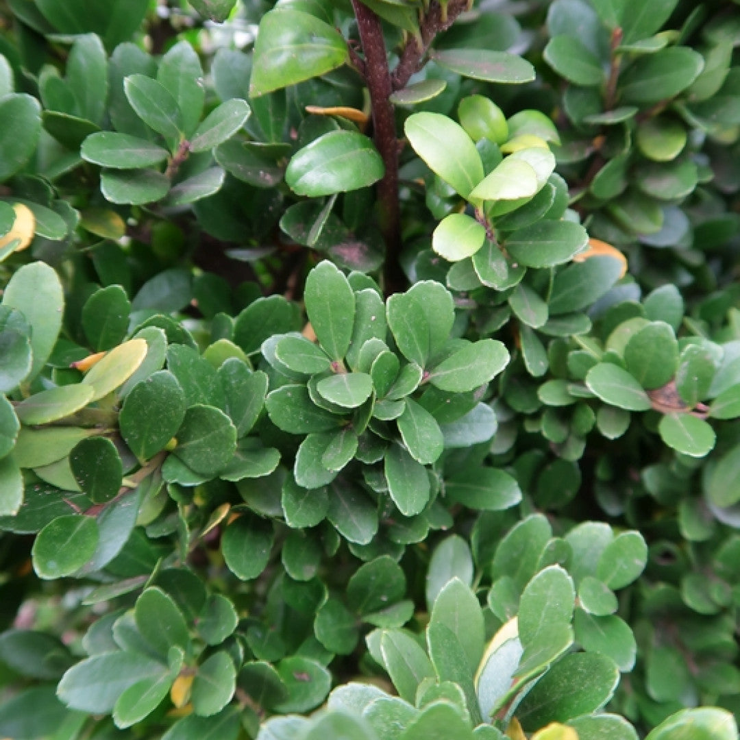 Ilex crenata 'Dark Green'
