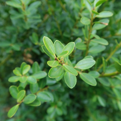 Ilex crenata 'Green Hedge'