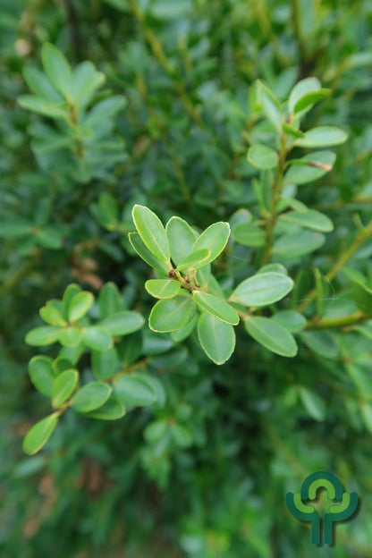 Ilex crenata 'Green Hedge'