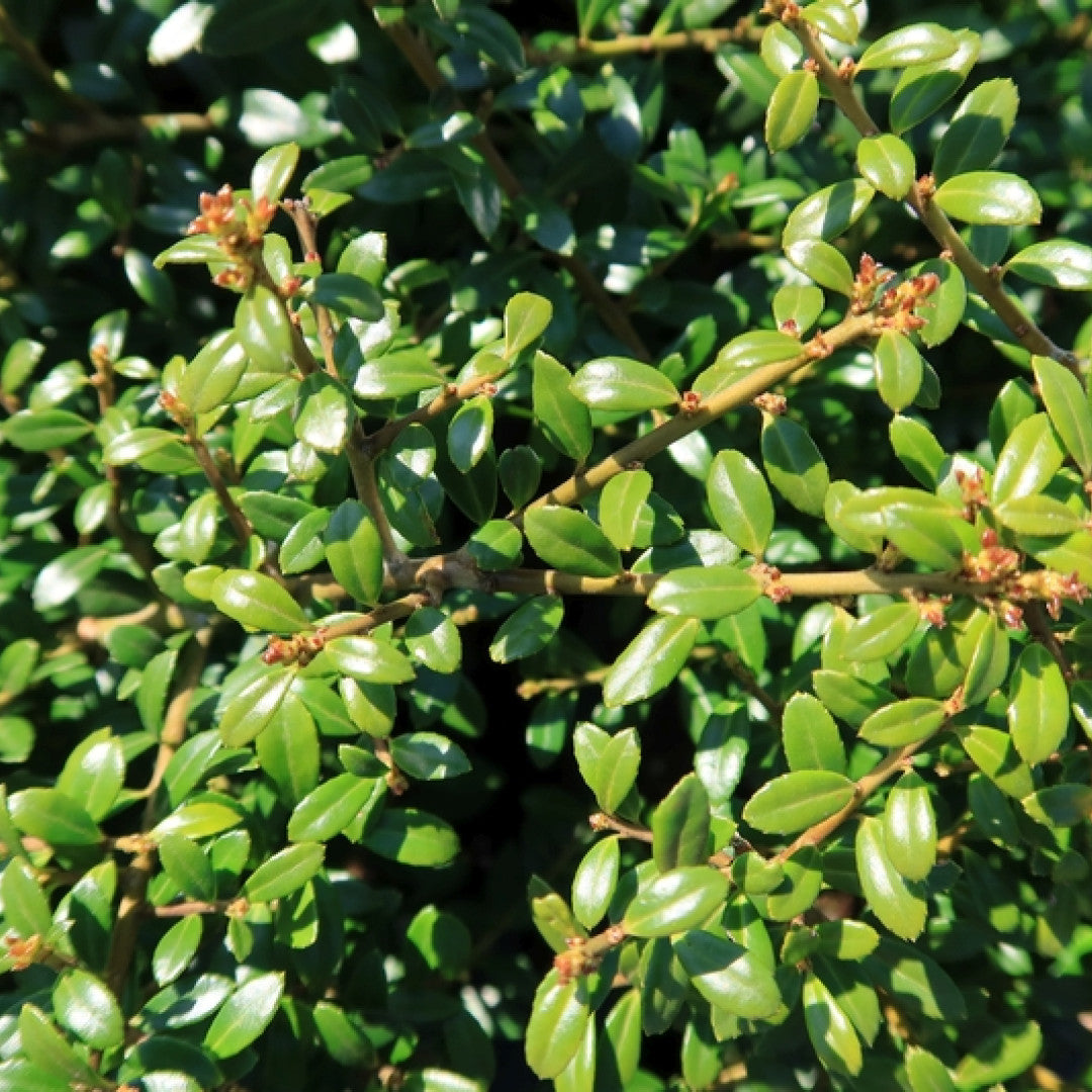 Ilex crenata 'Stokes'