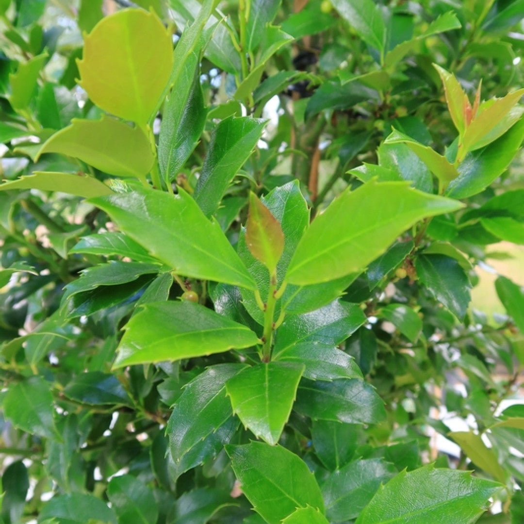 Ilex meserveae 'Blue Maid'