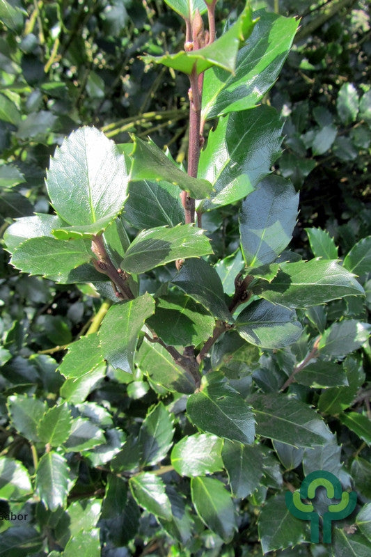 Ilex meserveae 'Blue Prince'