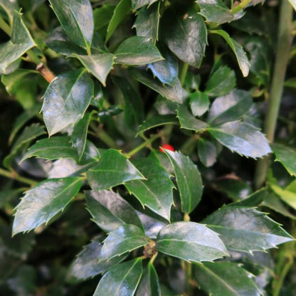 Ilex meserveae 'Heckenfee' ®
