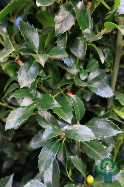 Ilex meserveae 'Heckenfee' ®