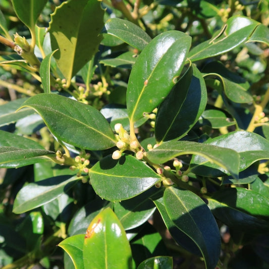 Ilex aquifolium 'J.C. van Tol'
