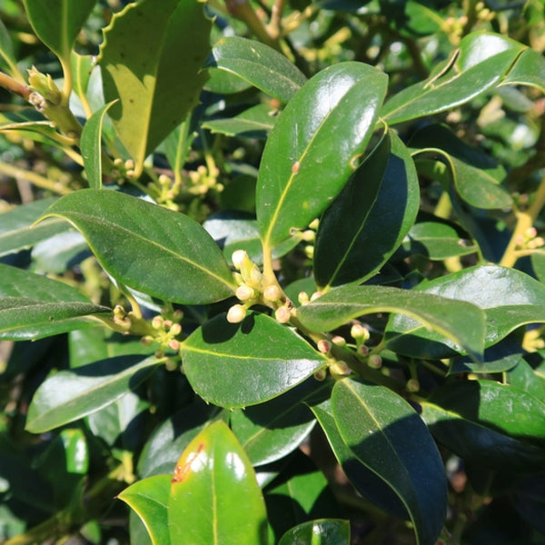 Ilex aquifolium 'J.C. van Tol'