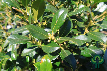 Ilex aquifolium 'J.C. van Tol'