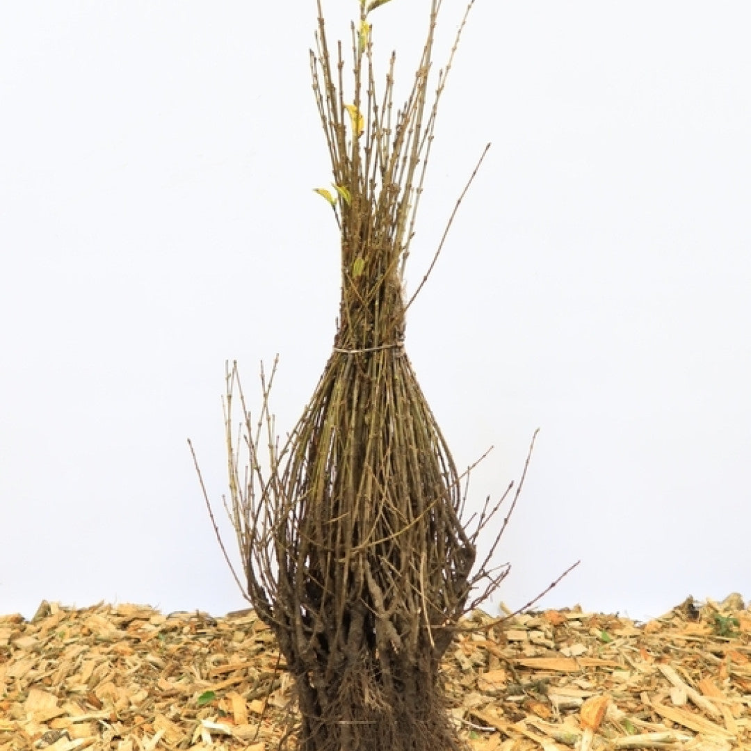Ligustrum ovalifolium 'Aureum'