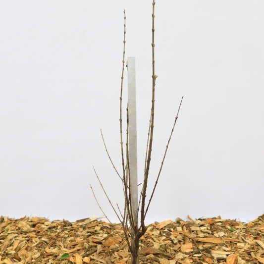 Ligustrum ovalifolium 'Aureum'