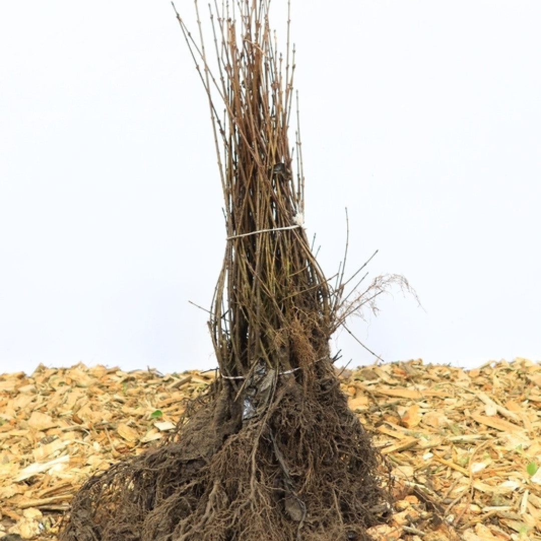 Ligustrum vulgare 'Liga'
