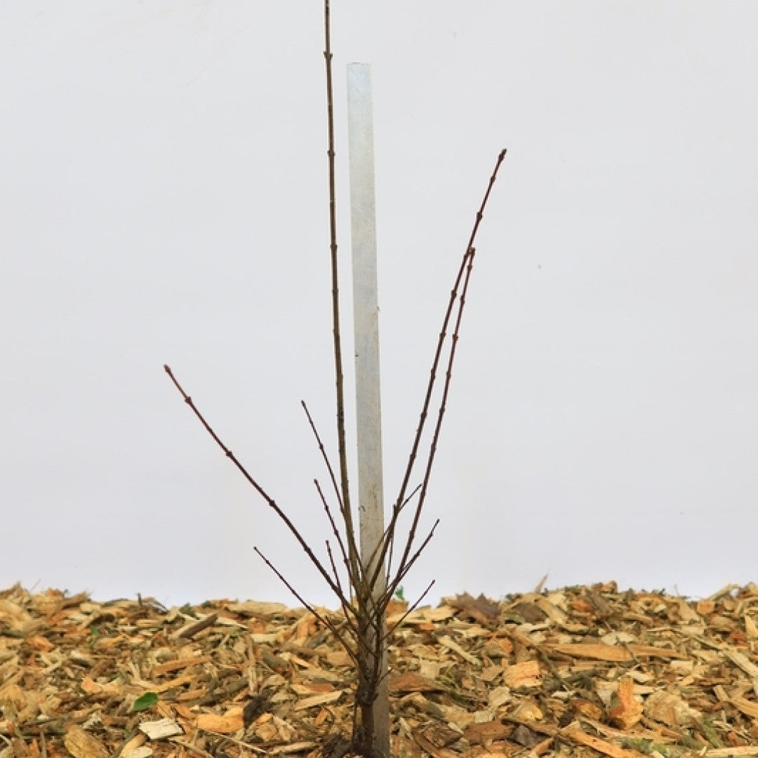 Ligustrum vulgare 'Liga'
