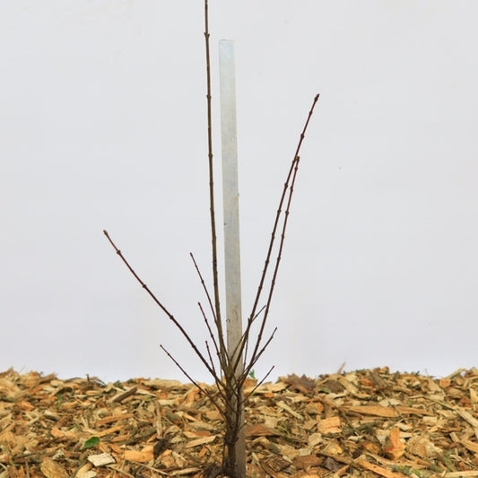 Ligustrum vulgare 'Liga'