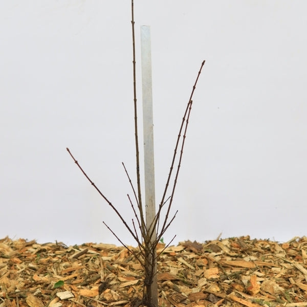 Ligustrum vulgare 'Liga'