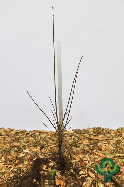 Ligustrum vulgare 'Liga'