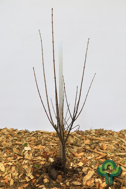 Ligustrum vulgare 'Liga'