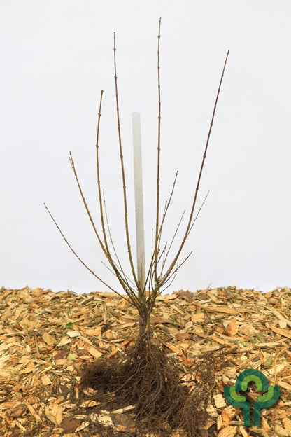 Ligustrum vulgare 'Liga'