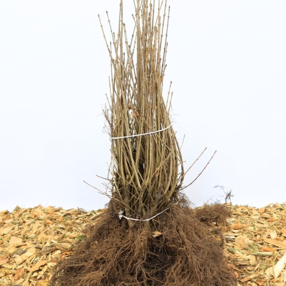 Ligustrum vulgare