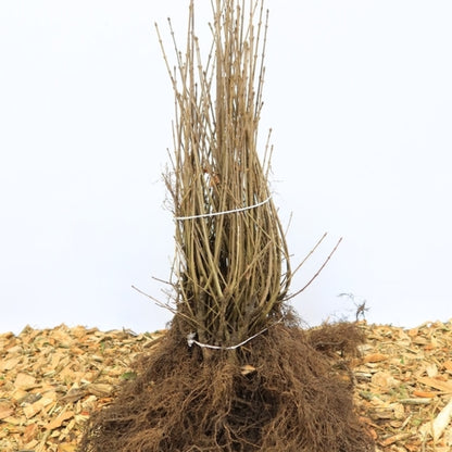Ligustrum vulgare