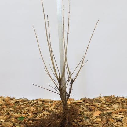 Ligustrum vulgare