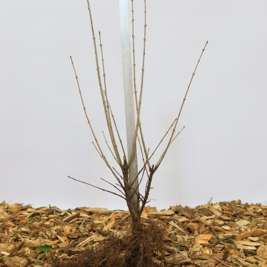 Ligustrum vulgare