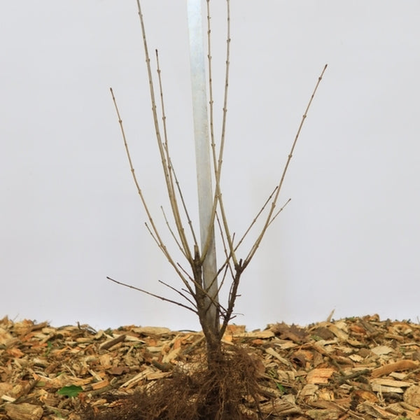Ligustrum vulgare