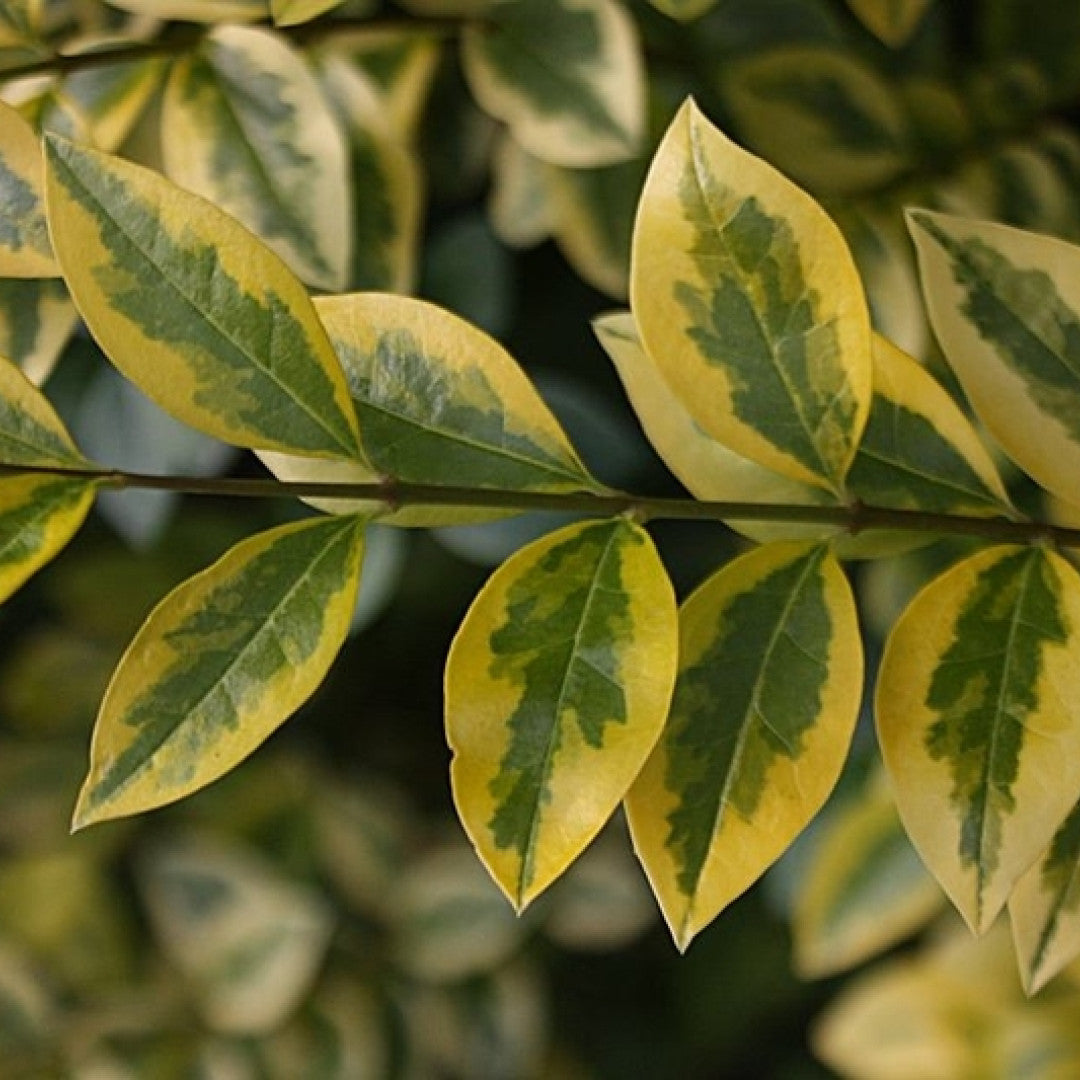 Ligustrum ovalifolium 'Aureum'