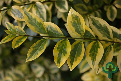 Ligustrum ovalifolium 'Aureum'