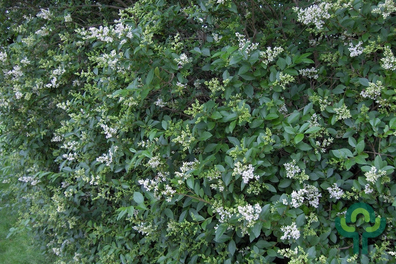 Ligustrum ovalifolium