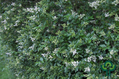 Ligustrum ovalifolium
