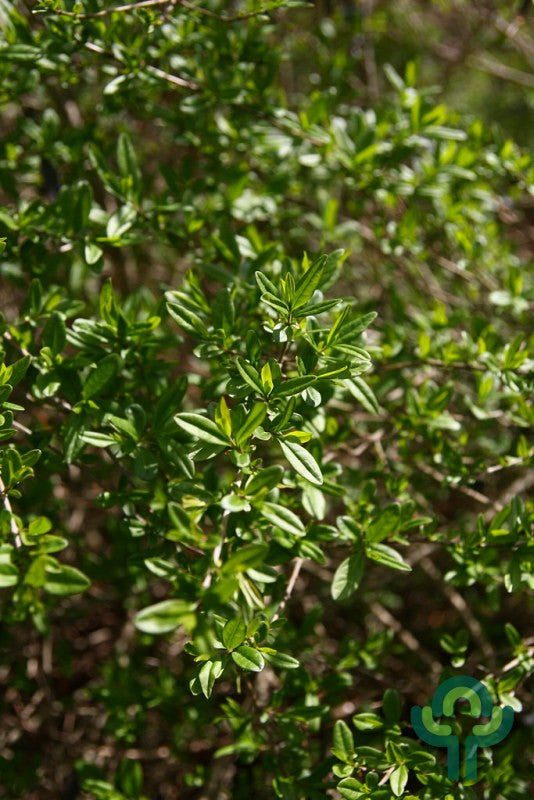 Ligustrum vulgare 'Lodense'