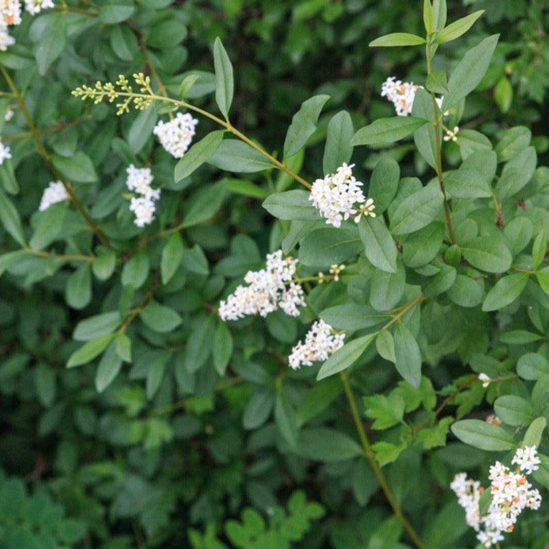 Ligustrum vulgare
