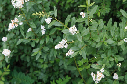 Ligustrum vulgare