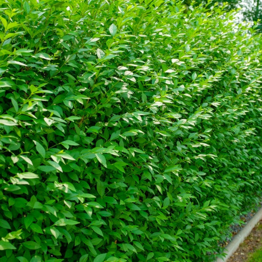 Ligustrum vulgare 'Atrovirens'