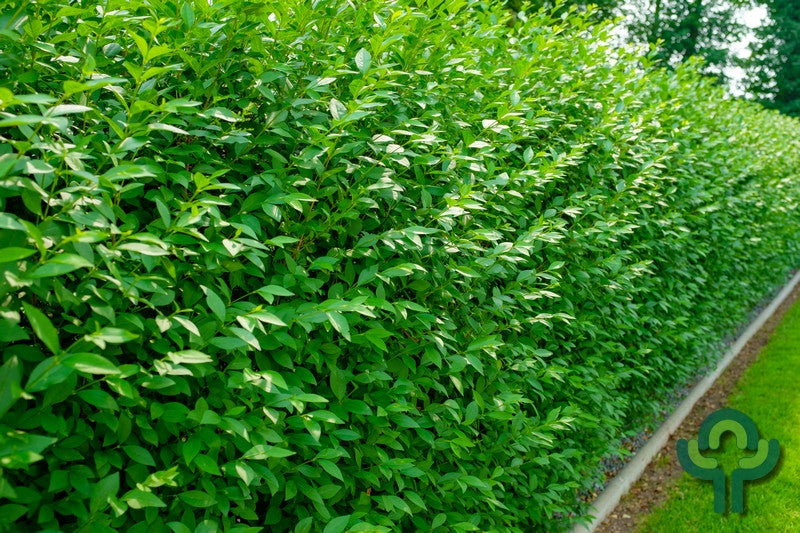 Ligustrum vulgare 'Atrovirens'