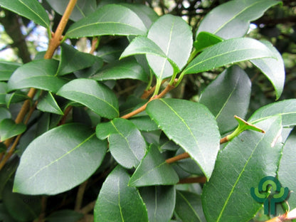 Osmanthus burkwoodii