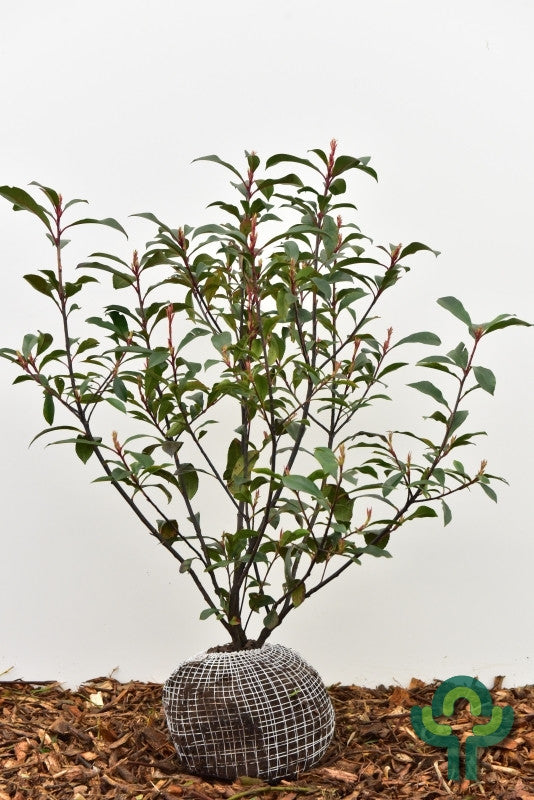 Photinia fraseri 'Carré Rouge'