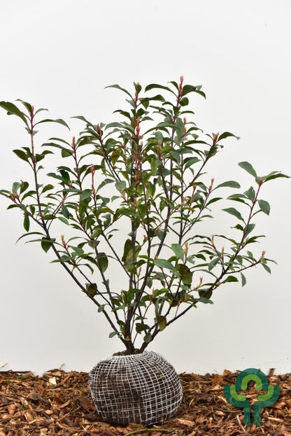 Photinia fraseri 'Carré Rouge'