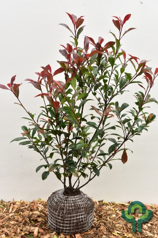 Photinia fraseri 'Carré Rouge'