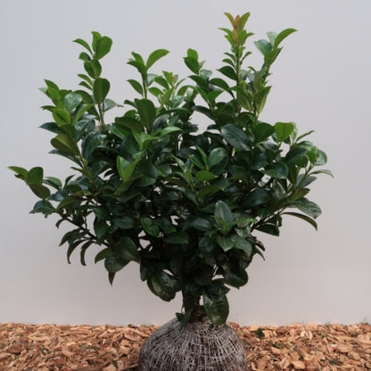 Prunus laurocerasus 'Ani'
