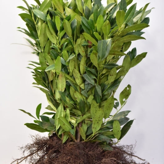 Prunus laurocerasus 'Herbergii'