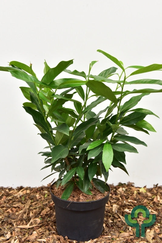 Prunus laurocerasus 'Reynvaanii'