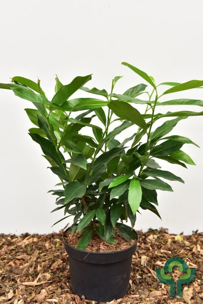 Prunus laurocerasus 'Reynvaanii'