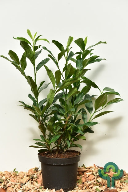 Prunus laurocerasus 'Reynvaanii'
