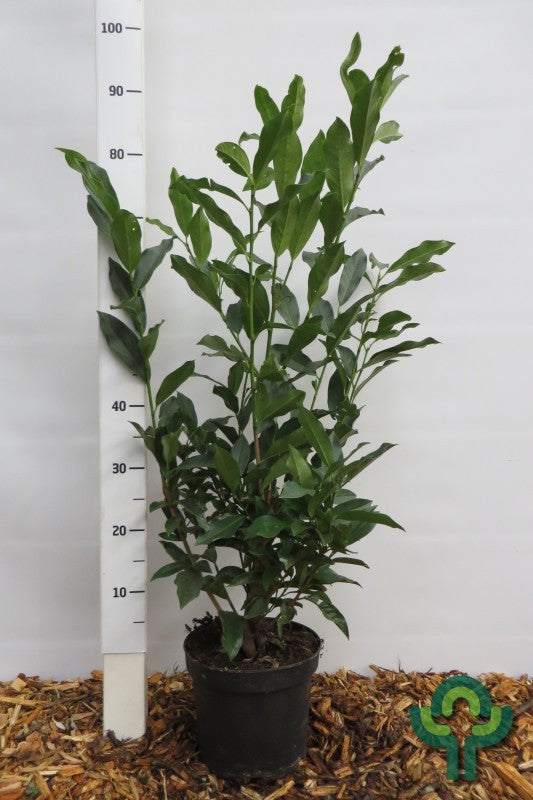 Prunus laurocerasus 'Reynvaanii'