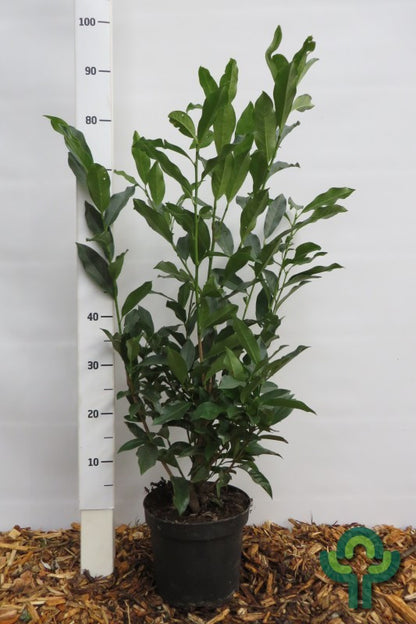 Prunus laurocerasus 'Reynvaanii'