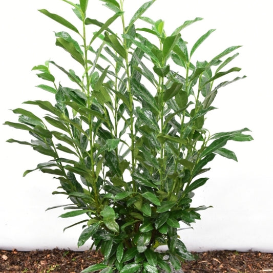 Prunus laurocerasus 'Reynvaanii'