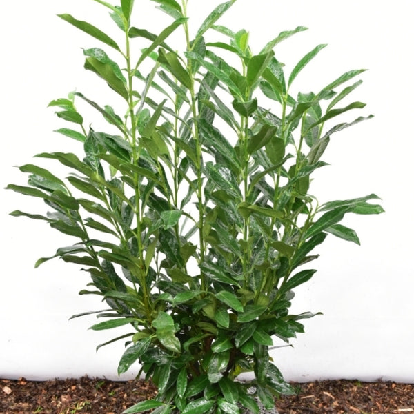 Prunus laurocerasus 'Reynvaanii'